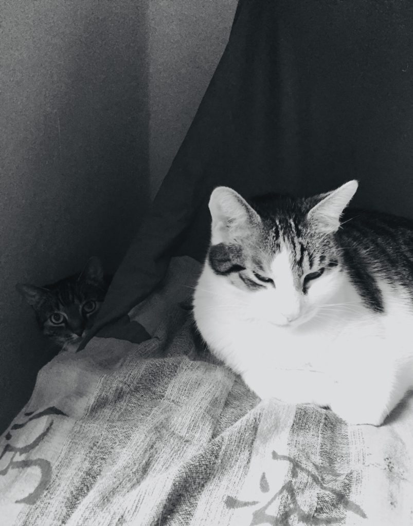 Two cats. One hided, one was without smile.