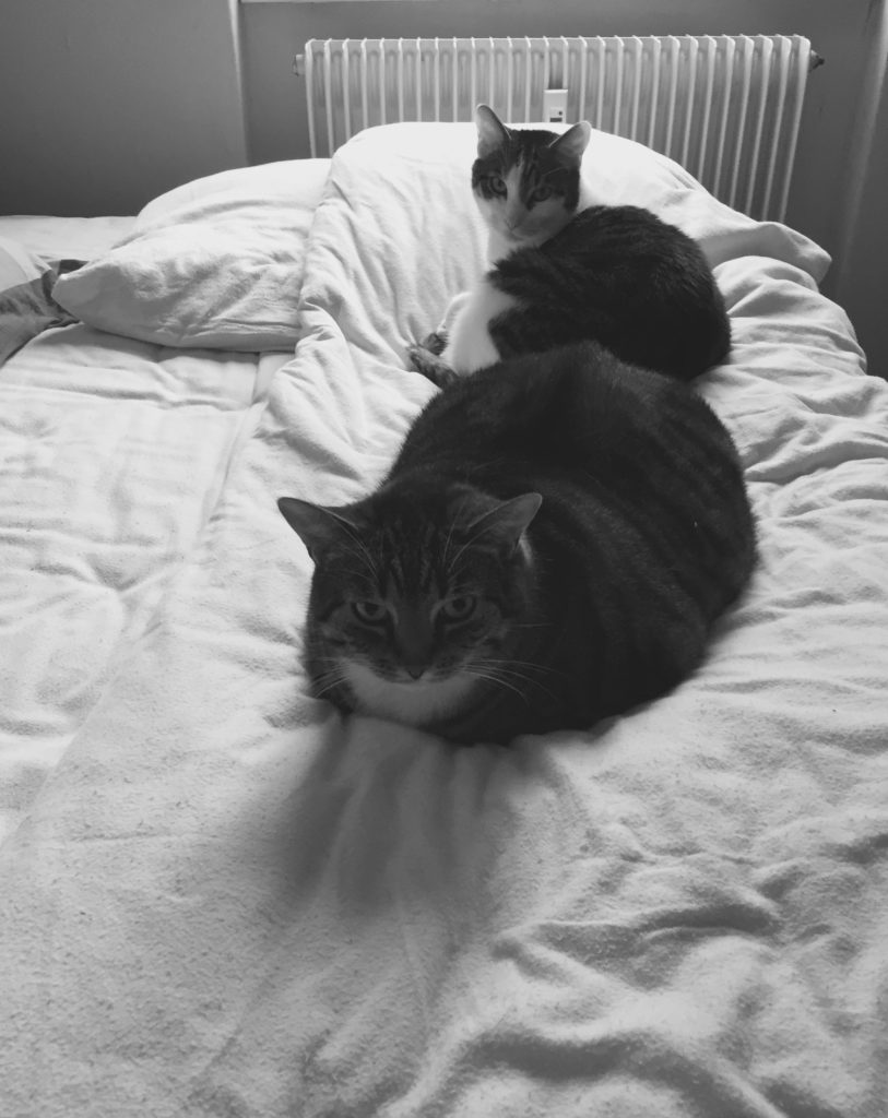 my beloved cats shared the same bed. 