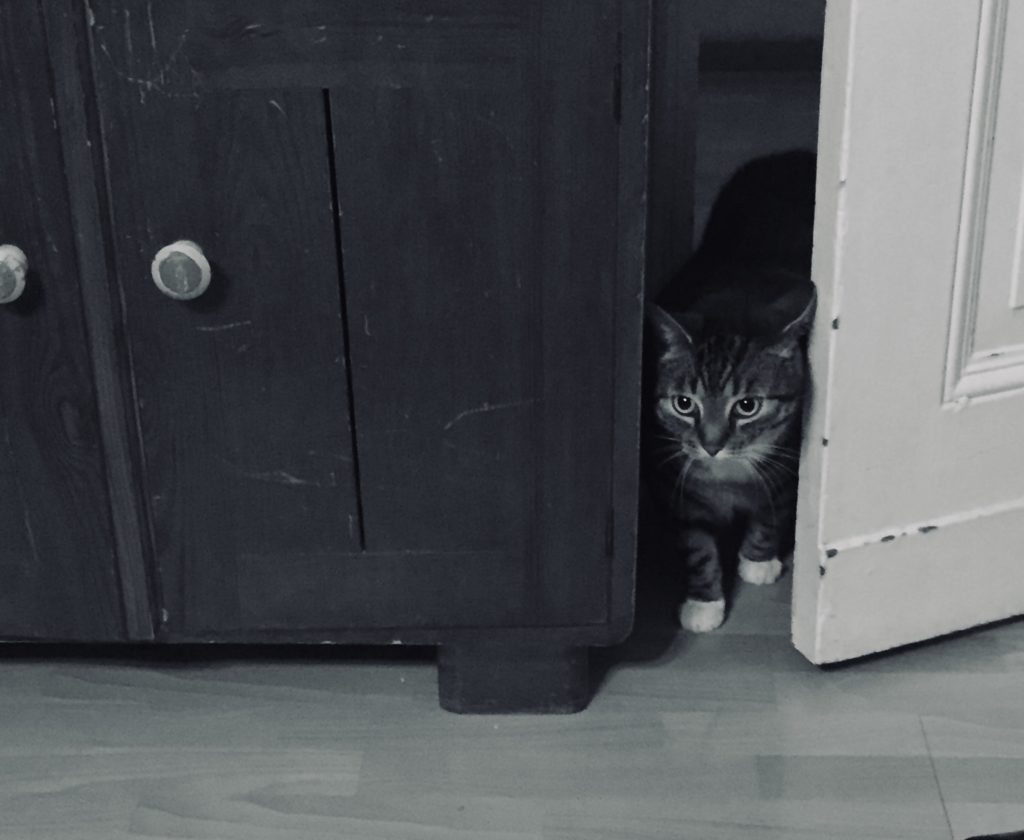 A cat sneaked into a room